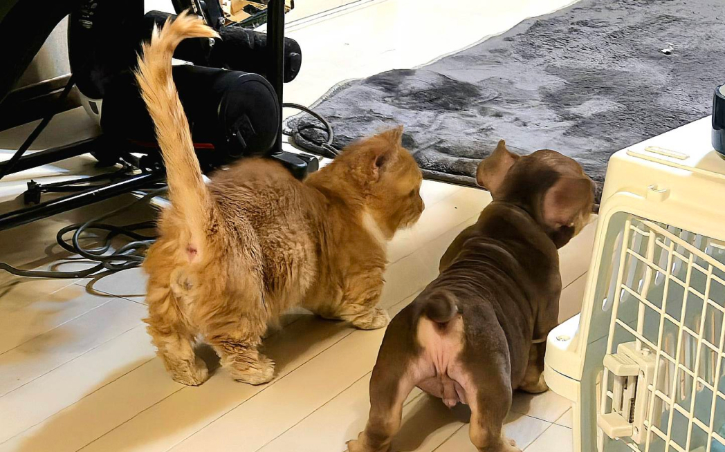 エキゾチックブリーと猫