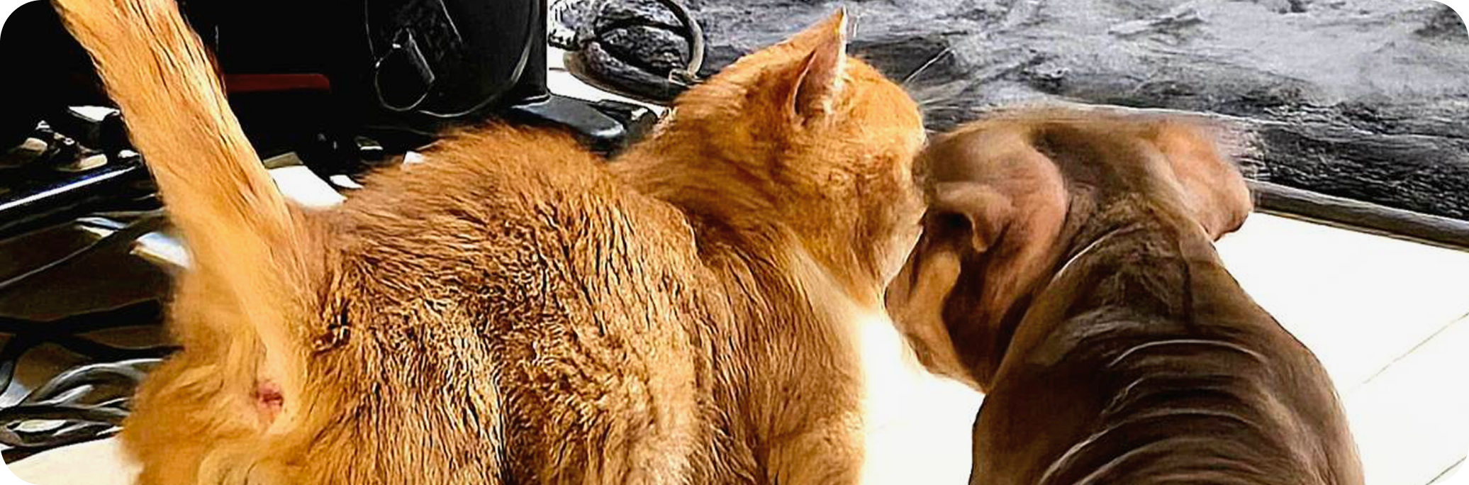 エキゾチックブリーと猫